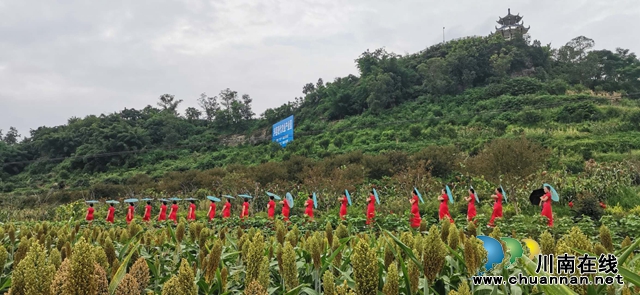 醉美高粱紅！瀘縣喻寺譚壩高粱基地成打卡地(圖3)