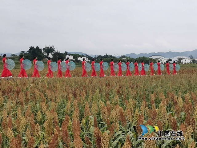醉美高粱紅！瀘縣喻寺譚壩高粱基地成打卡地(圖4)