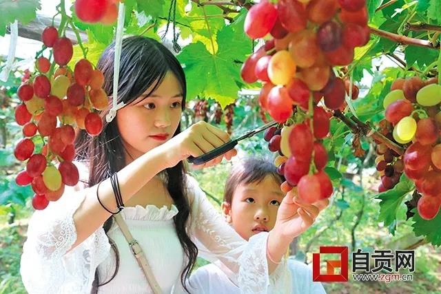 “恐龍研學游 彩燈璀璨夜”精品線路推薦二：仲夏·采摘休閑之旅(圖2)