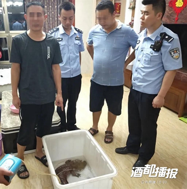 罕見！長(zhǎng)1米！重15斤！宜賓江邊發(fā)現(xiàn)一條娃娃魚(圖2)