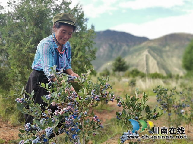 瀘州援助鄉(xiāng)城縣打通脫貧增收的藍莓通道(圖3)