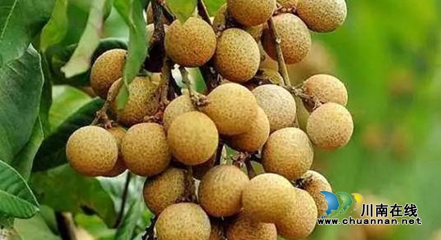 29個(gè)瀘州本地產(chǎn)品入圍全國扶貧產(chǎn)品公示名單