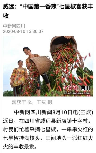 辣絲辣絲！內(nèi)江產(chǎn)的這海椒“辣”到日本去了(圖3)