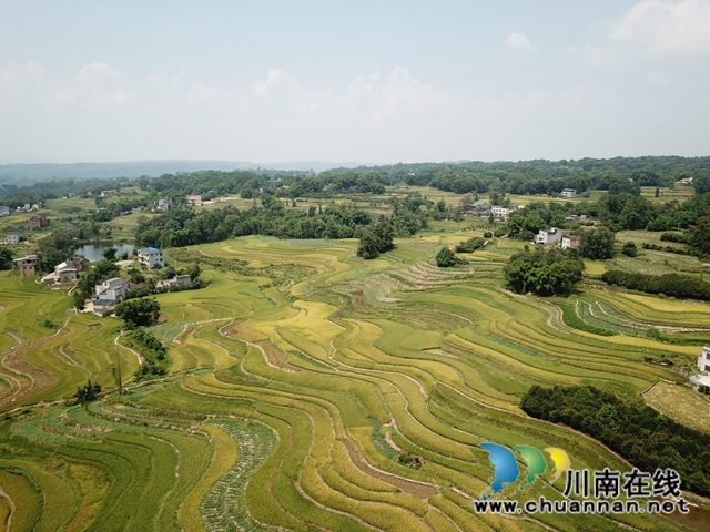瀘縣太伏鎮(zhèn)：3萬畝稻田喜迎豐收，預(yù)計(jì)產(chǎn)量達(dá)2萬噸(圖2)
