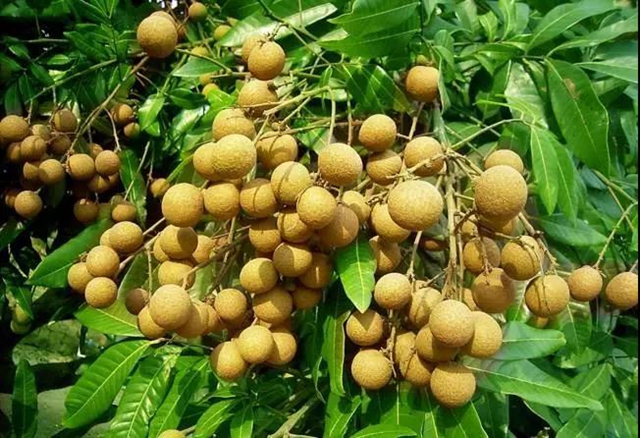 吃貨們再等等！瀘州桂圓即將大量上市(圖5)