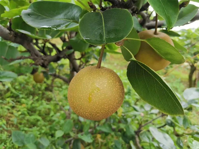 隆昌深山藏了一個(gè)“長壽之鄉(xiāng)”，帶你領(lǐng)略那些秘密與傳說！(圖3)