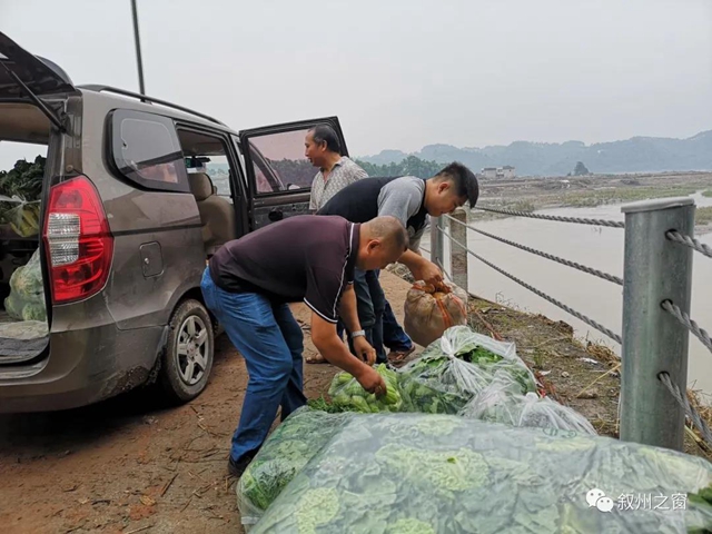 點贊！宜賓三名大學(xué)生向泥溪捐贈1000斤新鮮蔬菜(圖2)