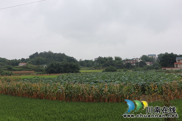 瀘縣云龍鎮(zhèn)朱梅灘村：爭渡，爭渡，抱回“藕娃”喜豐收(圖3)