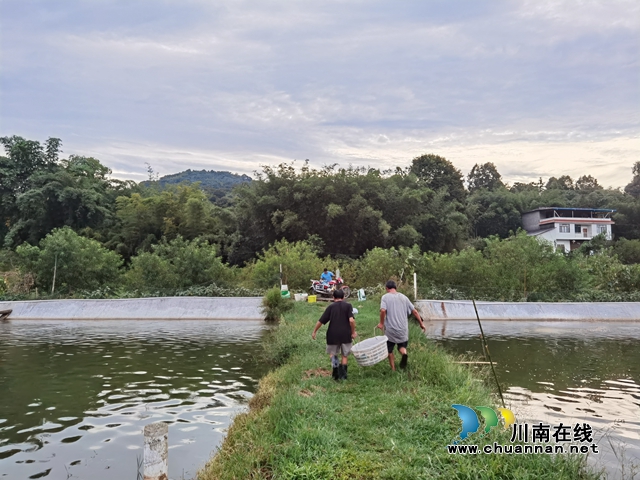 工行瀘州分行產(chǎn)業(yè)扶貧項目  月明村青蝦養(yǎng)殖喜獲豐收(圖3)