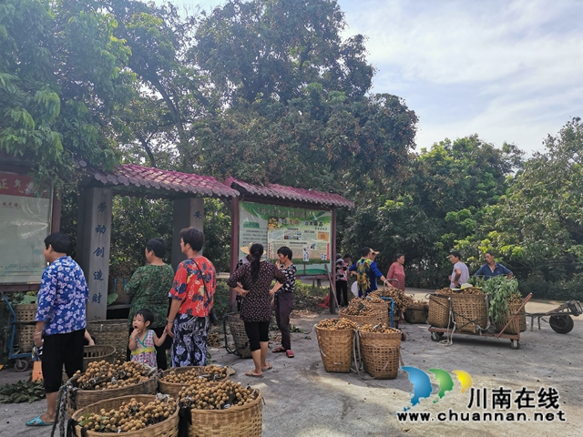 線上線下齊發(fā)力 瀘縣太伏鎮(zhèn)永利村龍眼成“綠色銀行”(圖3)