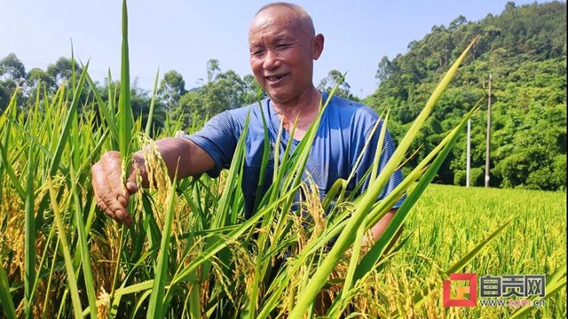 老百姓關(guān)心的“菜籃子”"米袋子"情況怎樣？自貢官方發(fā)布一組數(shù)據(jù)(圖2)