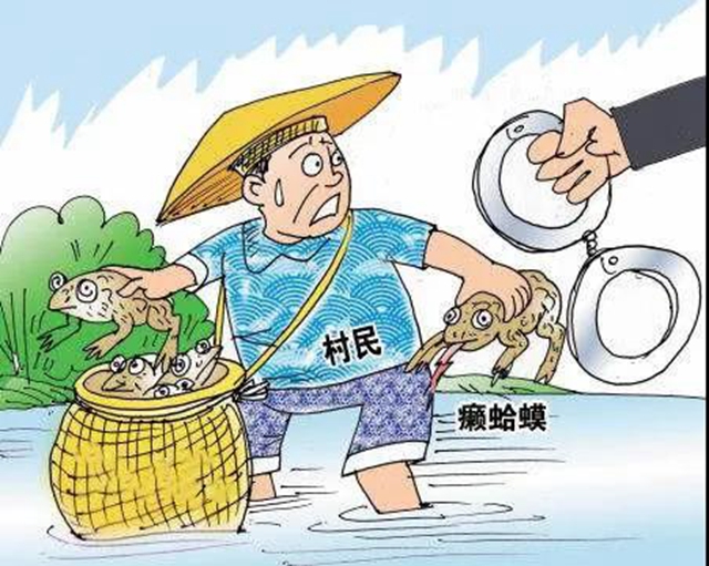 瀘州兩村民逮癩蛤蟆被判刑！法官：癩蛤蟆不是你想逮就能逮的(圖4)