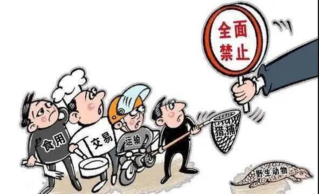 瀘州兩村民逮癩蛤蟆被判刑！法官：癩蛤蟆不是你想逮就能逮的(圖6)