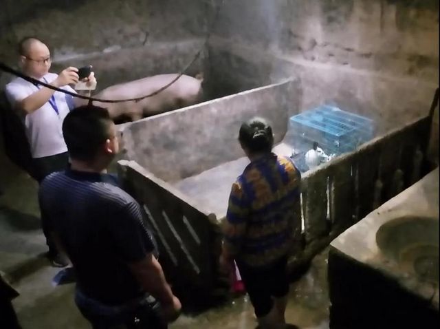 1500余斤！宜賓集中銷毀一批未經檢疫和檢驗豬肉(圖4)