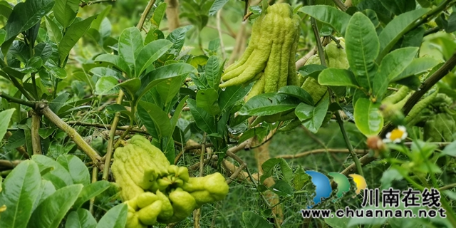關注特色風土人情 江蘇衛(wèi)視《從長江的盡頭回家》節(jié)目組來合江踩點(圖7)