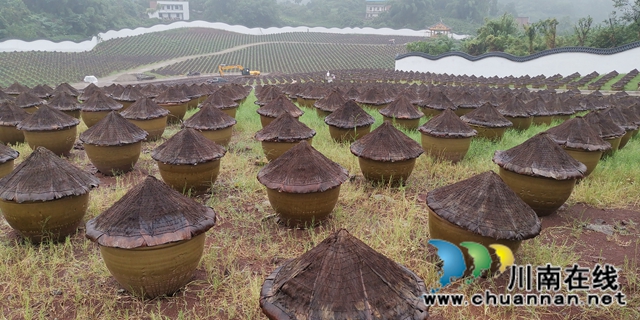 關注特色風土人情 江蘇衛(wèi)視《從長江的盡頭回家》節(jié)目組來合江踩點(圖6)