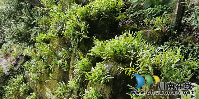 關注特色風土人情 江蘇衛(wèi)視《從長江的盡頭回家》節(jié)目組來合江踩點(圖10)
