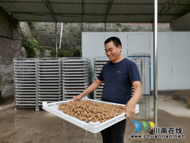 電商鮮銷十龍眼烘干 瀘縣牛灘鎮(zhèn)新嘉村延伸龍眼產業(yè)鏈助農脫貧增收(圖2)