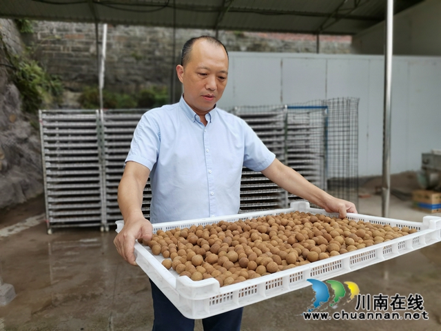 電商鮮銷十龍眼烘干 瀘縣牛灘鎮(zhèn)新嘉村延伸龍眼產業(yè)鏈助農脫貧增收(圖6)