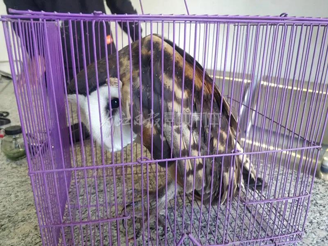 嚇一跳！內江一村民遇到一個猴面禽身的“小怪獸”(圖2)