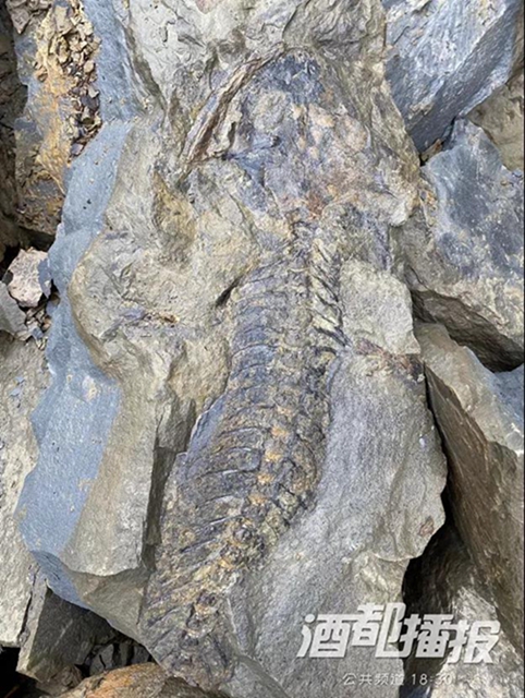 稀奇！宜賓發(fā)現(xiàn)2億年前的生物化石？專家這樣說……