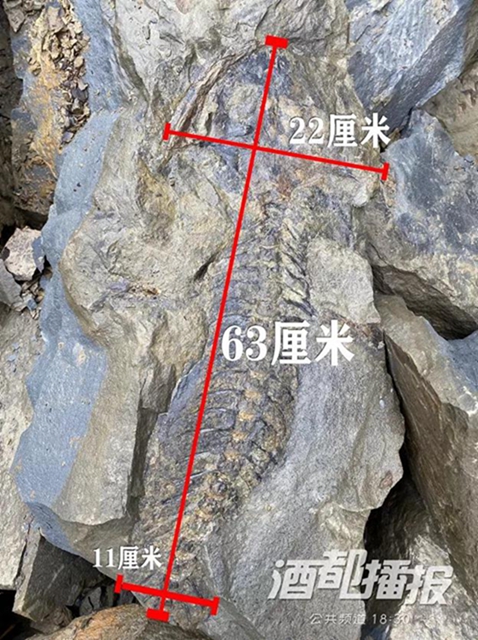 稀奇！宜賓發(fā)現(xiàn)2億年前的生物化石？專家這樣說……(圖2)