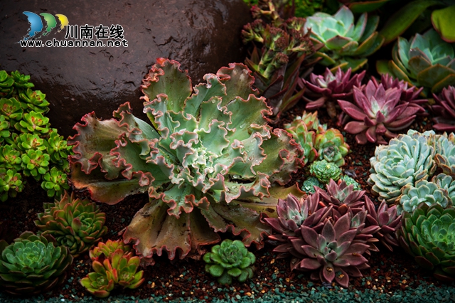 目測(cè)馬上網(wǎng)紅！“蔓多米多肉花園”驚艷亮相瀘州關(guān)口！(圖9)