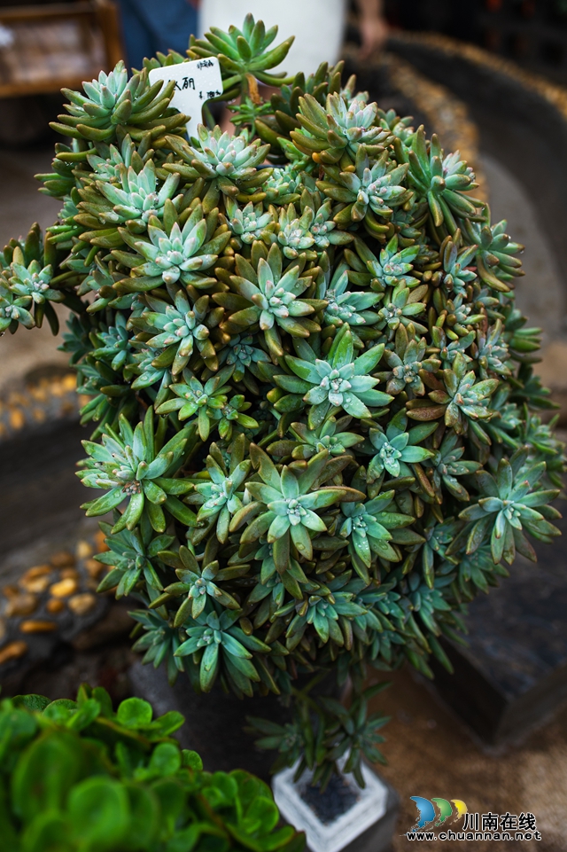 目測(cè)馬上網(wǎng)紅！“蔓多米多肉花園”驚艷亮相瀘州關(guān)口！(圖14)