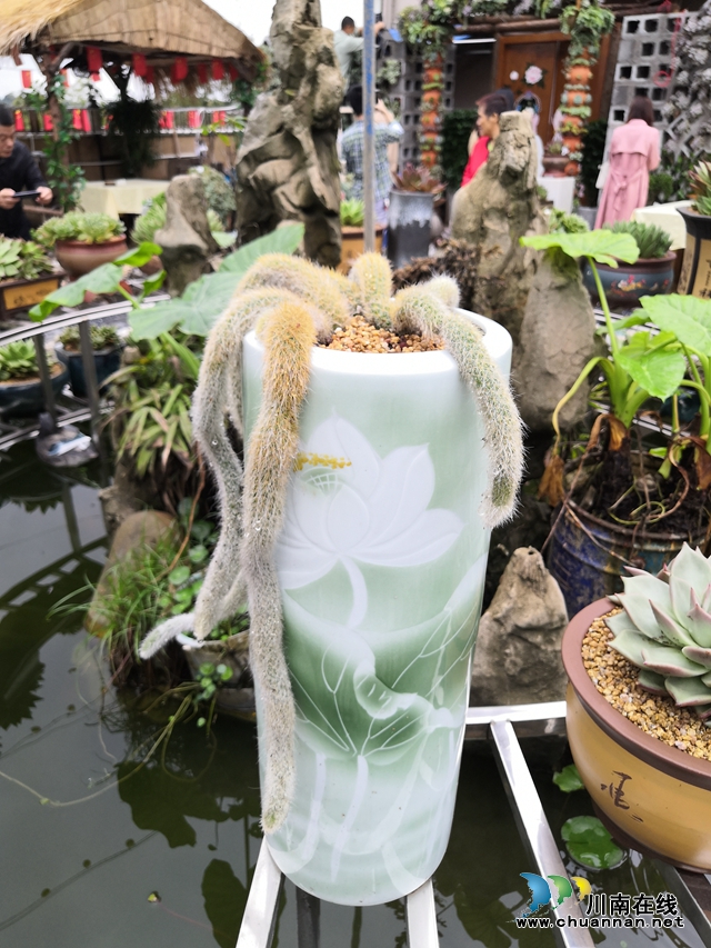 目測(cè)馬上網(wǎng)紅！“蔓多米多肉花園”驚艷亮相瀘州關(guān)口！(圖22)