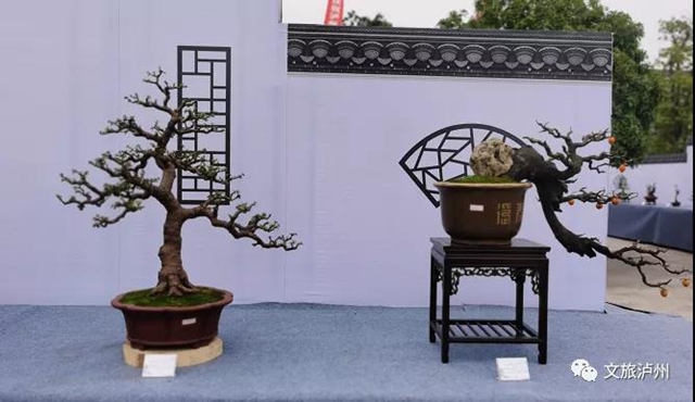 方寸展蒼勁 盆中攬風(fēng)華！瀘州市金秋盆景展開展(圖2)