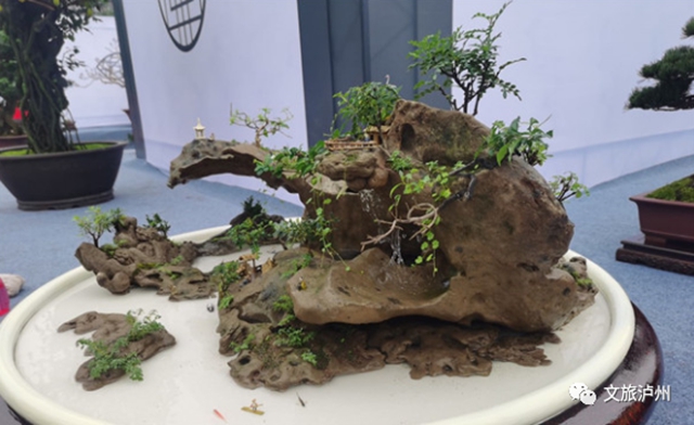 方寸展蒼勁 盆中攬風(fēng)華！瀘州市金秋盆景展開展(圖4)