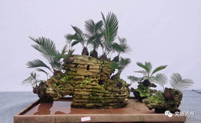 方寸展蒼勁 盆中攬風(fēng)華！瀘州市金秋盆景展開展(圖5)