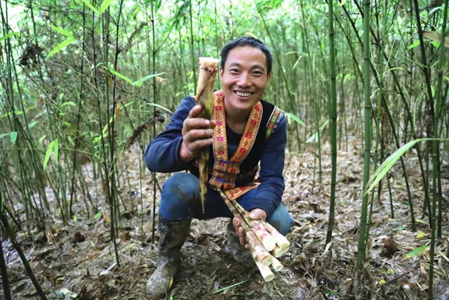 宜賓山上這種“寶貝”產(chǎn)值竟高達1.2億元！好多人都去尋找、采收……(圖3)
