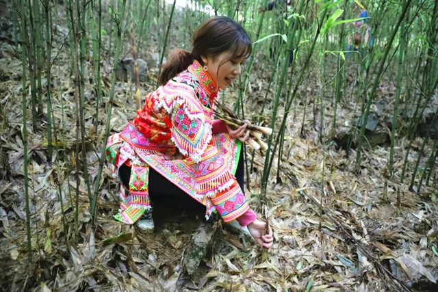 宜賓山上這種“寶貝”產(chǎn)值竟高達1.2億元！好多人都去尋找、采收……(圖4)