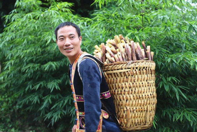 宜賓山上這種“寶貝”產(chǎn)值竟高達1.2億元！好多人都去尋找、采收……(圖8)