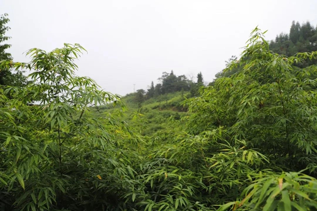 宜賓山上這種“寶貝”產(chǎn)值竟高達1.2億元！好多人都去尋找、采收……(圖14)