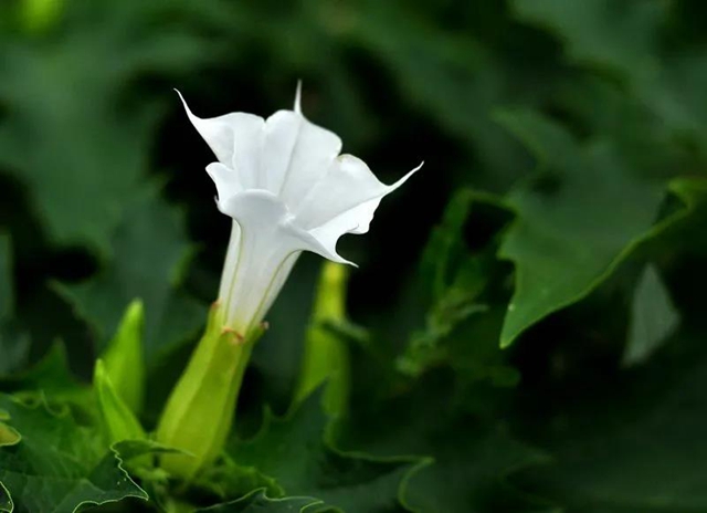 【奇聞】瀘州兩老人中毒產(chǎn)幻，只因喝了幾碗湯……(圖2)