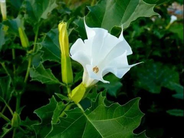 【奇聞】瀘州兩老人中毒產(chǎn)幻，只因喝了幾碗湯……(圖6)