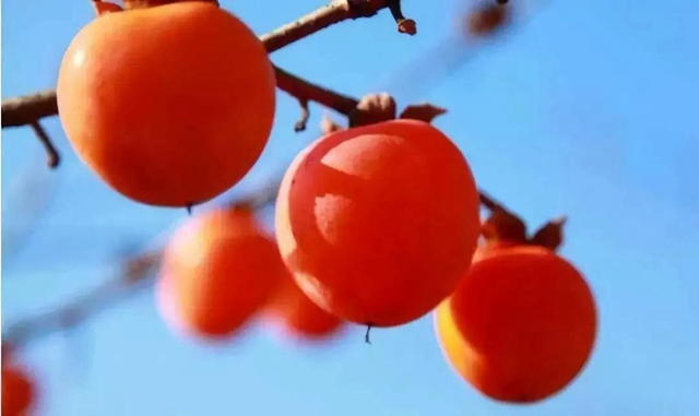 【霜降】明天起，火鍋、燒烤、串串不要吃了！(圖7)