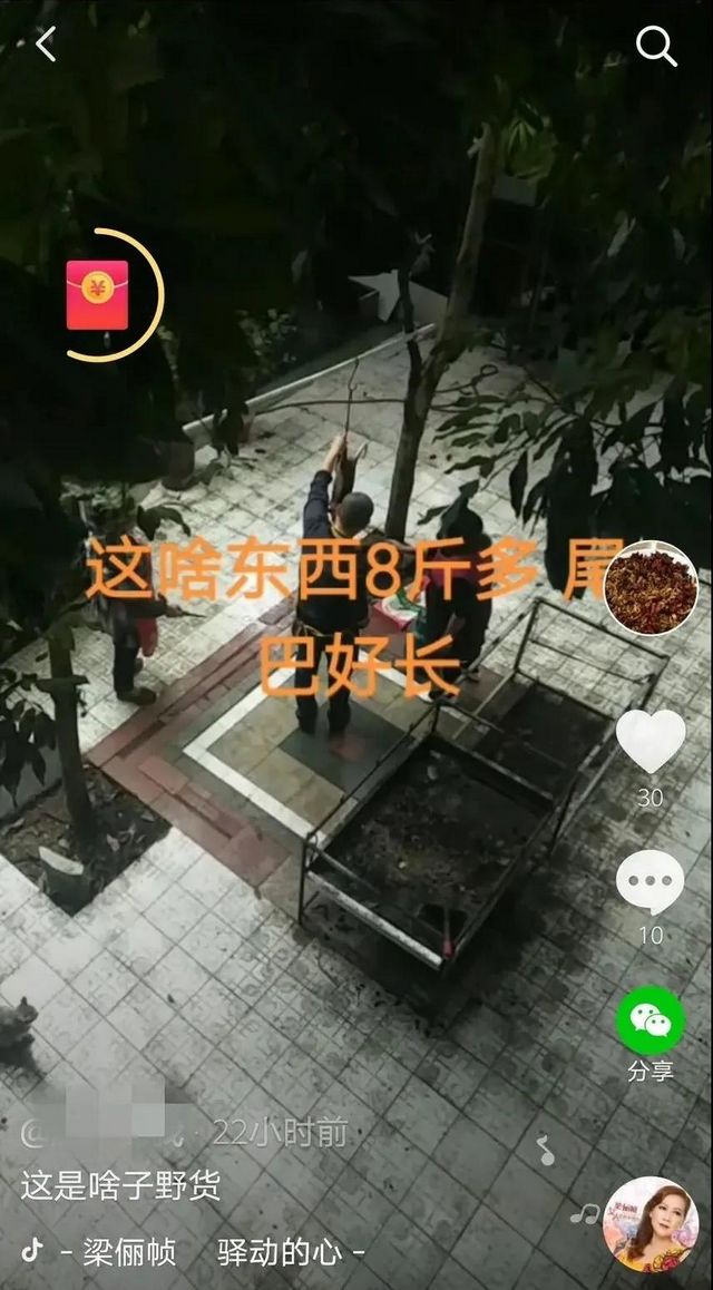 自貢一男子在抖音炫耀剮殺果子貍，結(jié)果......(圖2)