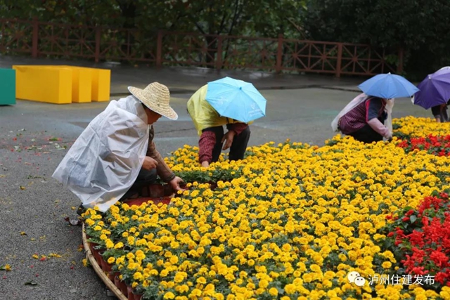 喜迎酒博會 80余萬盆鮮花扮靚酒城！(圖1)