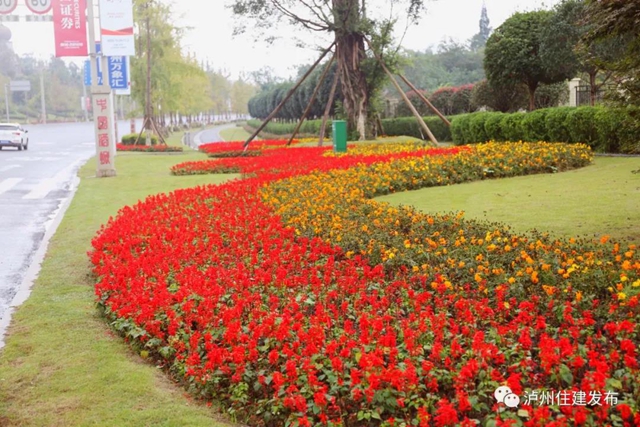 喜迎酒博會 80余萬盆鮮花扮靚酒城！(圖5)