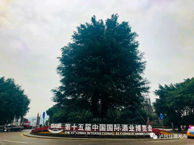 喜迎酒博會 80余萬盆鮮花扮靚酒城！(圖4)