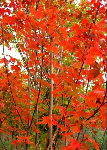 美爆！離內(nèi)江城區(qū)20分鐘，有個紅葉彩林即將亮相！(圖3)