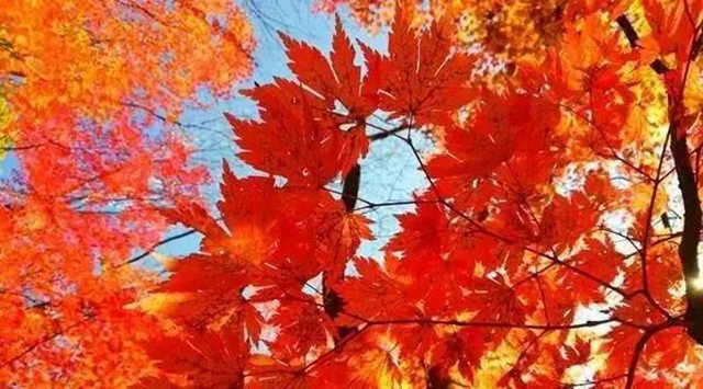 美爆！離內(nèi)江城區(qū)20分鐘，有個紅葉彩林即將亮相！(圖4)