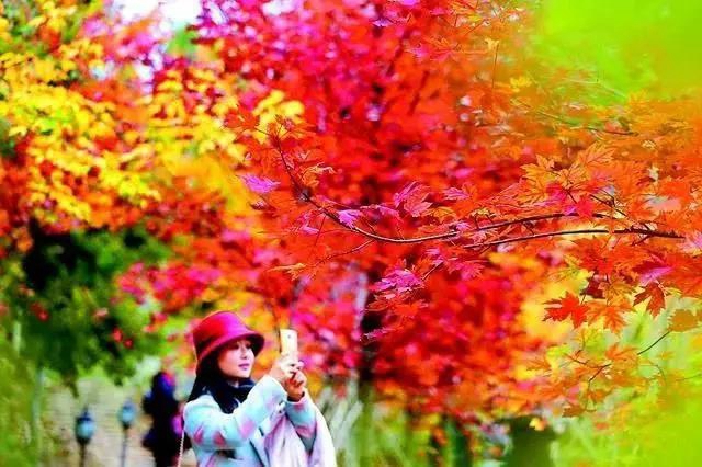美爆！離內(nèi)江城區(qū)20分鐘，有個紅葉彩林即將亮相！(圖5)