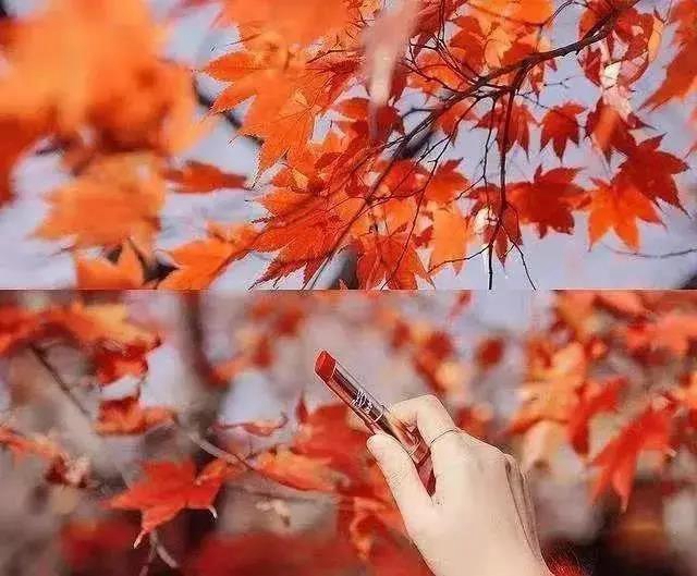 美爆！離內(nèi)江城區(qū)20分鐘，有個紅葉彩林即將亮相！(圖7)