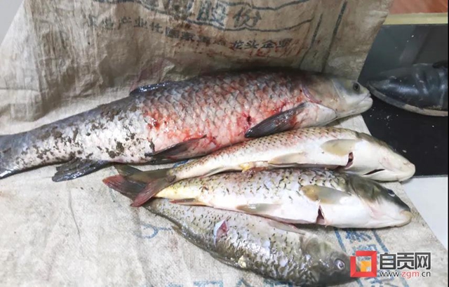 不能這樣釣魚！資陽一男子在自貢被刑拘(圖4)