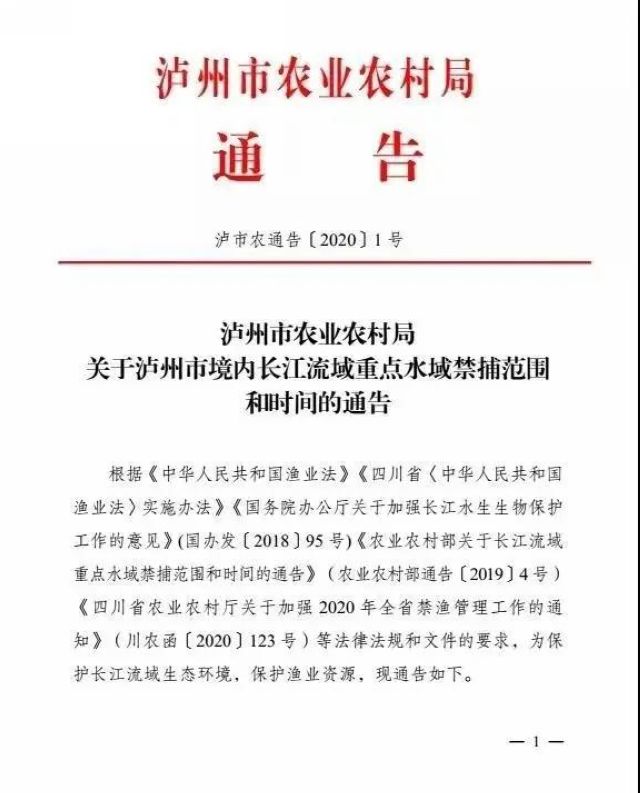 瀘州：一夜電翻近400斤魚，這兩弟兄遭了(圖1)