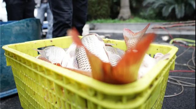 瀘州：一夜電翻近400斤魚，這兩弟兄遭了(圖10)